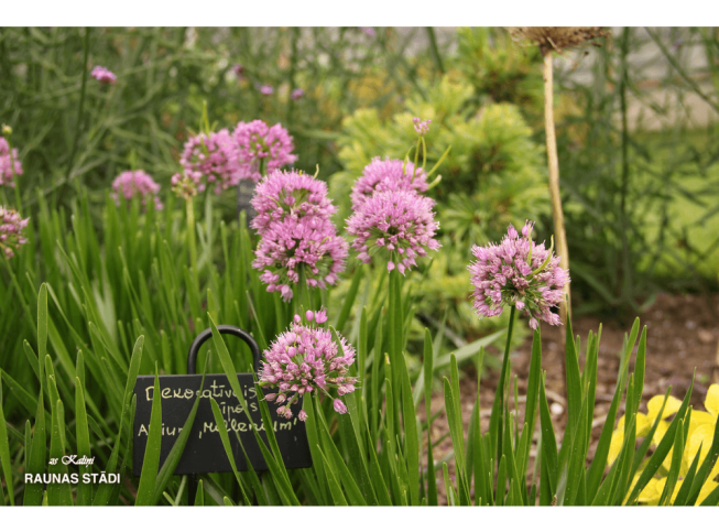 Allium   'Millennium'